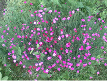 ����005.jpg