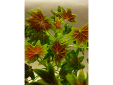 ���������� ���� Vancouver Centenial 