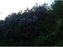 05.06.2009 10:42:59