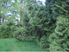 05.06.2009 11:18:24