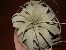Xerographica Tillandsia 