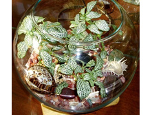 1338149409_akvarieum.jpg