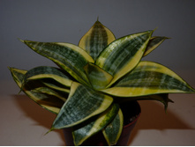 ���������� ���� Golden hahnii