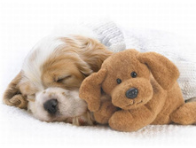 funny_sleeping_animals_02.jpg