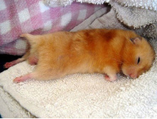 funny_sleeping_animals_04.jpg