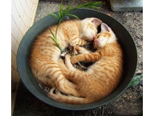 funny_sleeping_animals_07.jpg