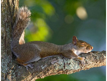 funny_sleeping_animals_12.jpg