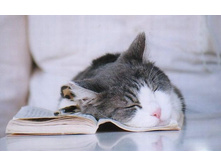 funny_sleeping_animals_15.jpg