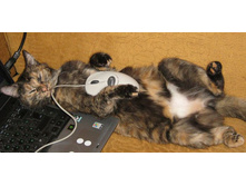 funny_sleeping_animals_16.jpg