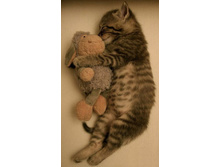 funny_sleeping_animals_17.jpg