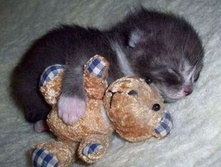 funny_sleeping_animals_18.jpg
