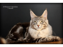 7mQ2.JPG