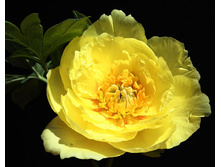 ������ ���� (���) 1010.10�..jpg