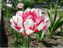 S73R1037.JPG