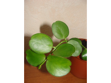 D.sp `Apple Leaf`