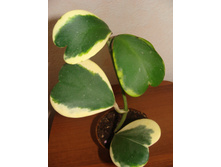 Hoya kerrii variegata 