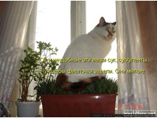 getImageCA98635B.jpg