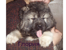glor5.jpg