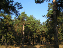 PICT000655.jpg