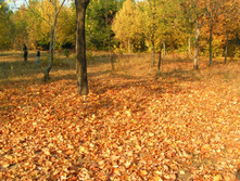 PICT0172171171.jpg