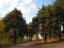 PICT000322.jpg