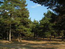 PICT001099.jpg