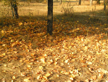 PICT0150149149.jpg