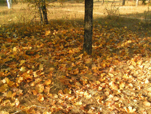 PICT0152151151.jpg