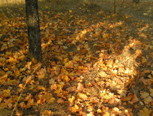 PICT0153152152.jpg