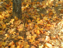 PICT0154153153.jpg