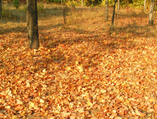 PICT0173172172.jpg