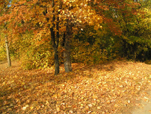 PICT0188187187.jpg