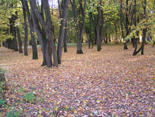 PICT0251240240.jpg