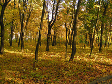 PICT0267256256.jpg