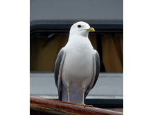�ң�
