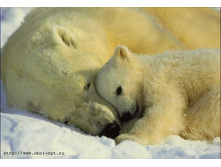 1-605 Polar bears 184�127.jpg