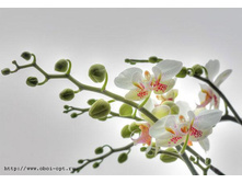 1-608 Orchidee 184�127.jpg