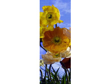 2-1257 Poppy 92�220.jpg