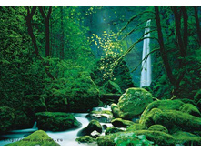 4-065 Black Forest 194�270.jpg