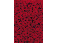 4-077 Roses 270�194.jpg