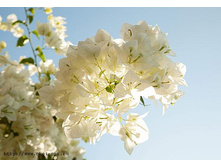 4-120 Morning Sun 254�184.jpg