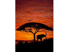 4-501 African Sunset 194�270.jpg