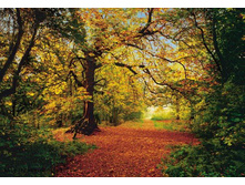 8-068 Autumn Forest 388�270.jpg