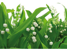 8-517 Lilies of the Valley 368�254.jpg
