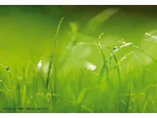 8-886 Green 368�254.jpg