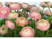 8-894 Gentle Rose 368�254.jpg
