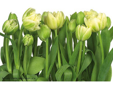 8-900 Tulips 368�254.jpg