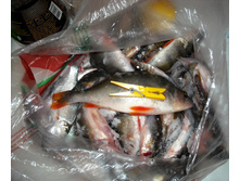 DSCN7666.jpg