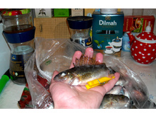 DSCN7672.jpg