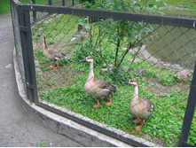 29.07.2009 15:36:18
